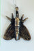 Moth bronze Necklace